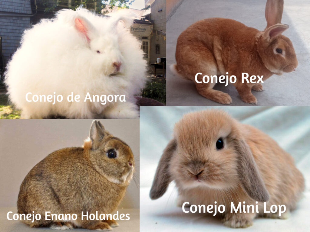 Razas de conejos ideales como mascotas