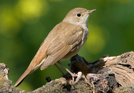 Fauna Ibérica: Ruiseñor Común (Luscinia megarhynchos)