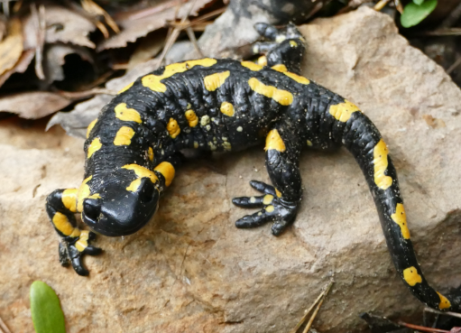 Fauna Ibérica: Salamandra Común (Salamandra salamandra)