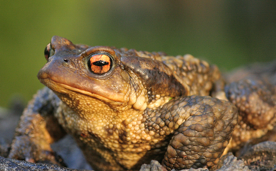 Fauna Ibérica: Sapo Común (Bufo bufo)