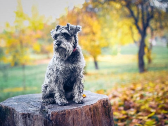 Evolución de 10 Razas de Perro