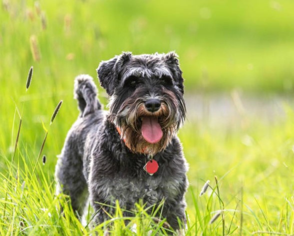 Raza de Trabajo y Compañía del Schnauzer