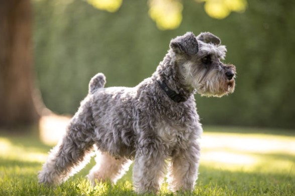 Historia y Evolución del Schnauzer