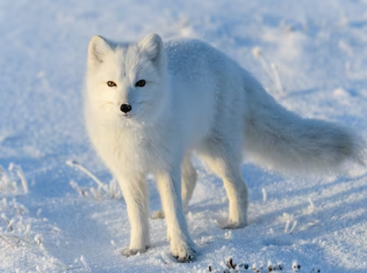 Tipos de Zorros: Ártico (Vulpes lagopus)