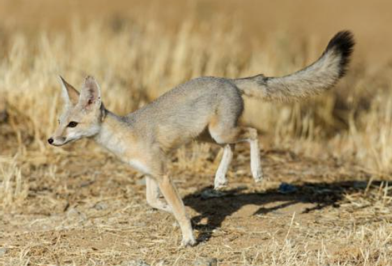 Zorro Kit (Vulpes macrotis)