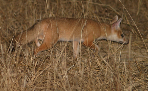 Zorro Pálido (Vulpes pallida)