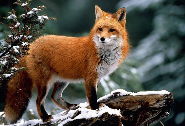 animales en la península ibérica: Zorro Ibérico (Vulpes vulpes)