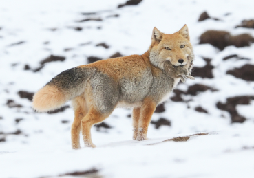 Zorro Tibetano (Vulpes ferrilata)