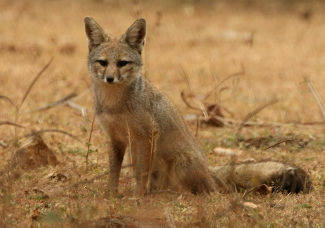 Tipos de Zorros: Bengala (Vulpes bengalensis)