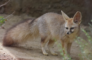 Zorro de Blanford (Vulpes cana)