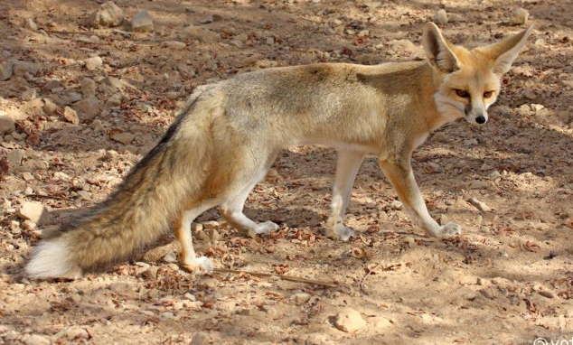 Tipos de Zorros: Zorro de Rüppel (Vulpes rueppellii)