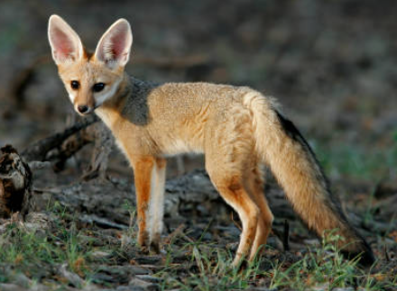 Zorro del Cabo (Vulpes chama)