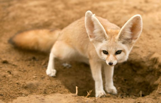 Tipos de Zorros: Fennec (Vulpes zerda)