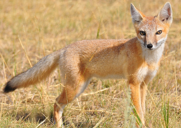 Zorro Veloz (Vulpes velox)