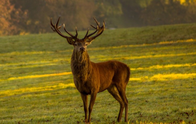 Animales en la península ibérica: Ciervo Ibérico (Cervus elaphus hispanicus)