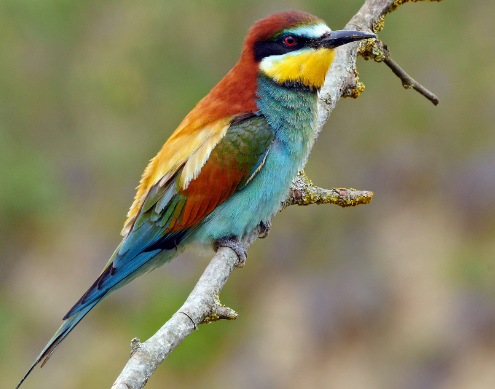 Fauna Ibérica: Abejaruco Europeo (Merops apiaster)