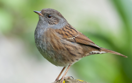 Fauna Ibérica: Acentor Común (Prunella modularis)