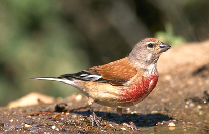 Animales en la península ibérica: Pardillo Común (Carduelis cannabina)