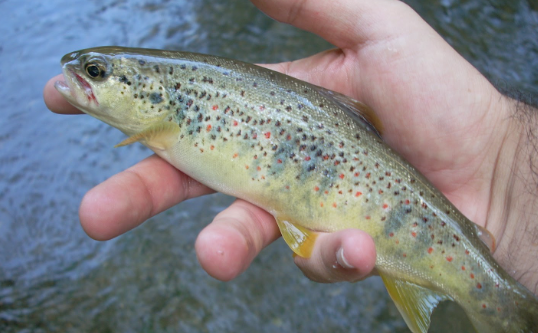 Animales en la península ibérica: Trucha Común (Salmo trutta)