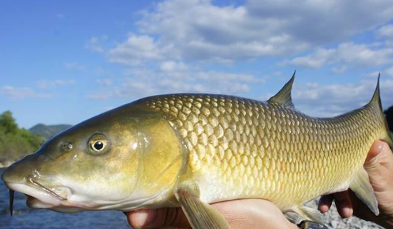 animales en la península ibérica: Barbo Común (Barbus bocagei)