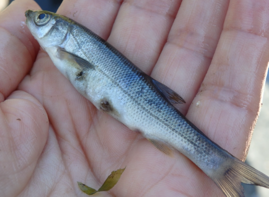 Fauna Ibérica: Boga (Chondrostoma polylepis)