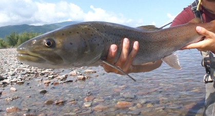 Fauna Ibérica: Hucho o Salmón del Danubio (Hucho hucho)