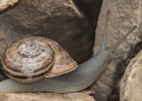 Fauna Ibérica: Caracol Iberus alonensis