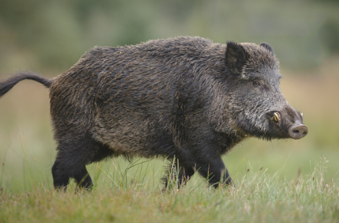 Fauna Ibérica: Jabalí (Sus scrofa)