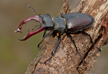 fauna ibérica: Escarabajo Ciervo (Lucanus cervus)