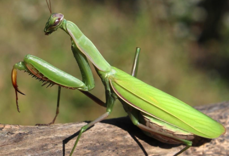 Fauna Ibérica: Mantis Religiosa (Mantis religiosa)