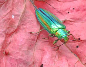 Fauna Ibérica: Escarabajo Joya (Chrysochroa fulgens)