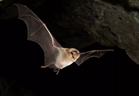 Animales en la península ibérica: Murciélago de herradura (Rhinolophidae)