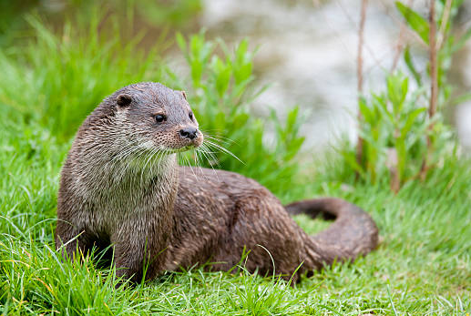 fauna ibérica: Nutria Europea (Lutra lutra)