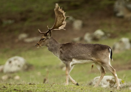 Fauna Ibérica: Gamo (Dama dama)