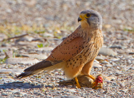 fauna ibérica: Cernícalo Común (Falco tinnunculus)