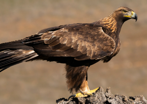 Fauna Ibérica: Águila Real (Aquila chrysaetos)