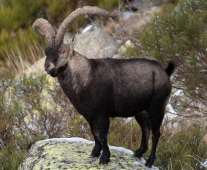 animales en la península ibérica: Ibex Ibérico (Capra pyrenaica)