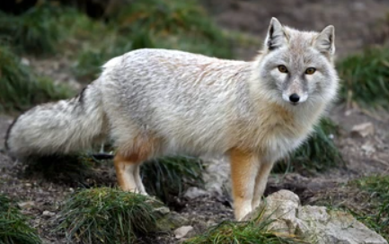 Tipos de Zorros: Corsac (Vulpes corsac)