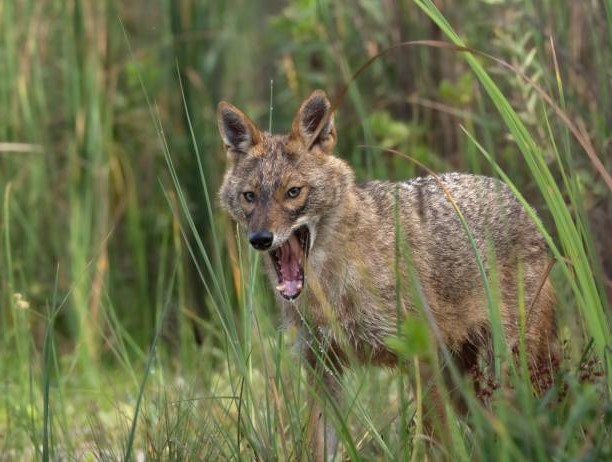 Hábitat de los Chacales: Diferencias del Chacal Lobo y Zorro