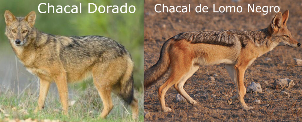 Diferencia entre Chacal Dorado y Chacal de Lomo Negro