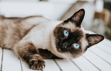 Todo lo que debes saber antes de tener un Gato Siamés