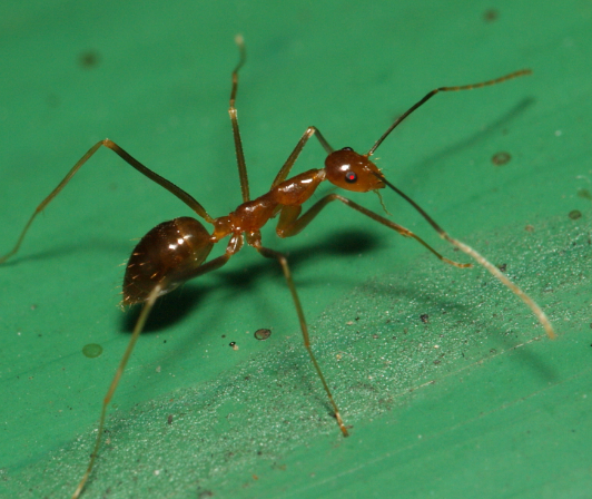 Características de la Hormiga loca u Hormiga zancona (Anoplolepis gracilipes)