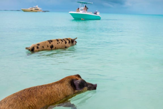 ¿Qué más hay en la Isla?