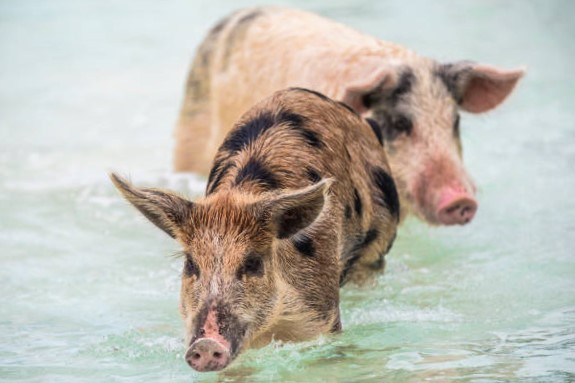 ¿Cómo llegaron los Cerdos a esta isla en las Bahamas?