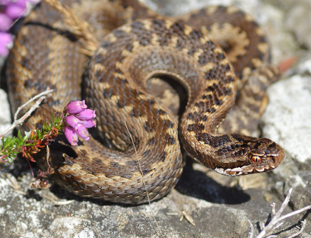 ¿Dónde habita la Víbora de Seoane o Víbora Cantábrica (Vipera seoanei)?