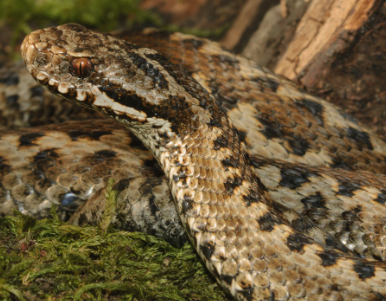 Serpientes Venenosas en españa, ¿Qué come la Víbora de Seoane o Víbora Cantábrica (Vipera seoanei)?