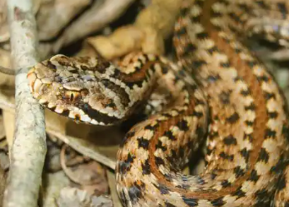 ¿Cómo se reproduce la Víbora de Seoane o Víbora Cantábrica (Vipera seoanei)?