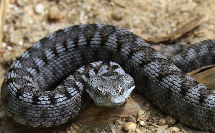 ¿Dónde Habita la Víbora Hocicuda (Vipera latastei)?