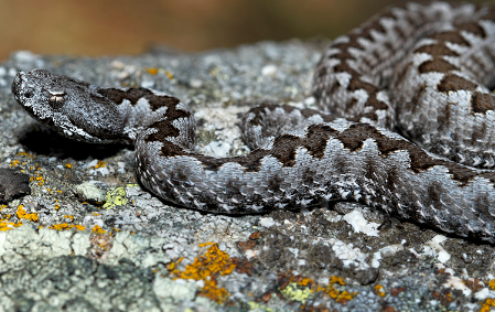 ¿Qué come la Víbora Hocicuda (Vipera latastei)?