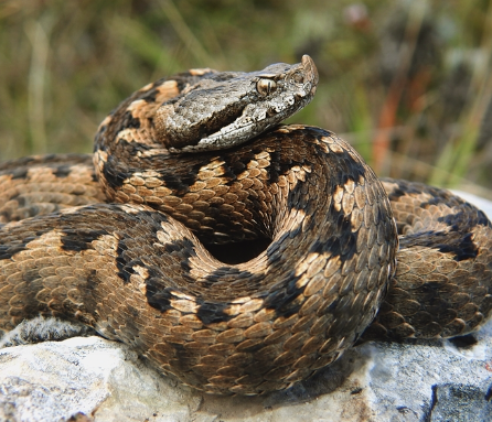 Serpientes Venenosas en españa, ¿Cómo se reproduce la Víbora Hocicuda (Vipera latastei)?